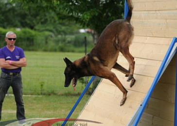 Le Gtr Vous Presente Ses Meilleurs Voeux Pour L Annee 2021 Societe Centrale Canine calendrier concours ring 2021