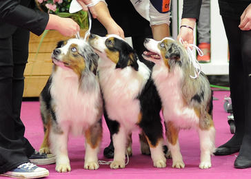 Société Centrale Canine