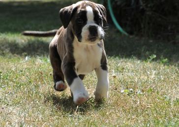 Société Centrale Canine