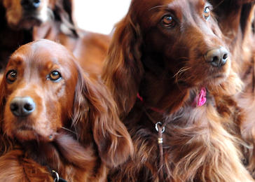 Société Centrale Canine