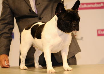 Société Centrale Canine