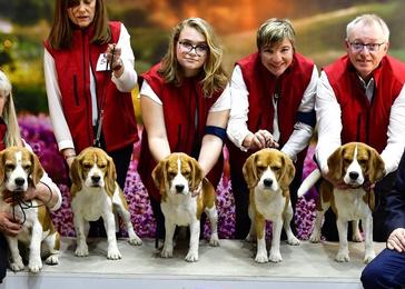 Bienvenue Sur Le Site Du Beagle Beagle Harrier Harrier Societe Centrale Canine