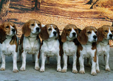 Bienvenue Sur Le Site Du Beagle Beagle Harrier Harrier Societe Centrale Canine