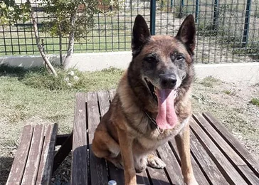 Societe Centrale Canine