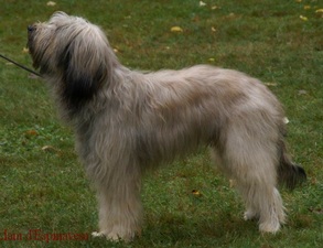 Nos Chiens Chien De Berger Catalan Société Centrale Canine