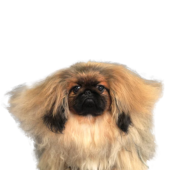 Epagneul Pekinois Societe Centrale Canine