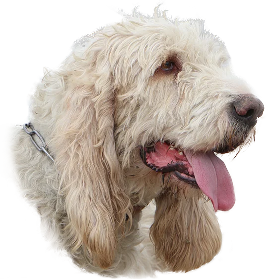 Grand griffon vendeen  Société Centrale Canine