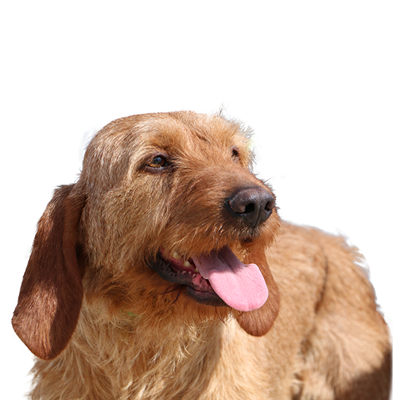 basset griffon fauve de bretagne