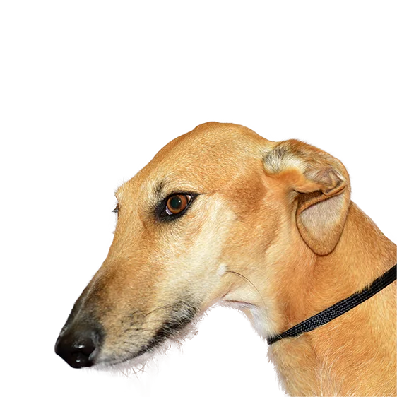 Levrier Espagnol Societe Centrale Canine