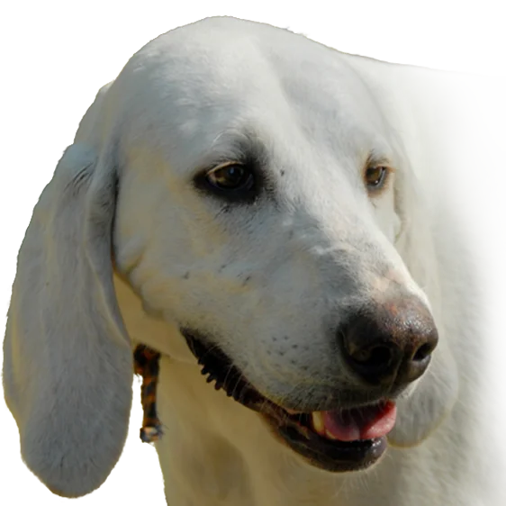 Porcelaine Societe Centrale Canine