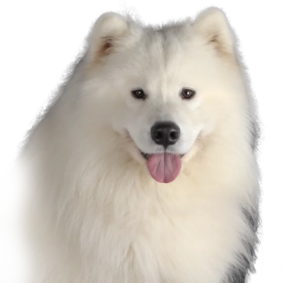 Samoyede Societe Centrale Canine
