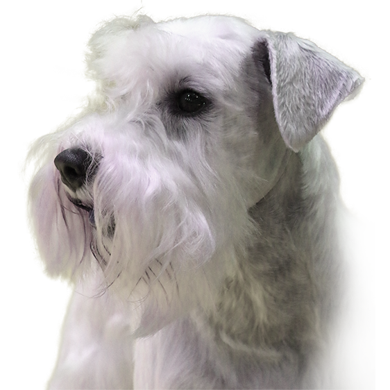 Schnauzer Nain Societe Centrale Canine
