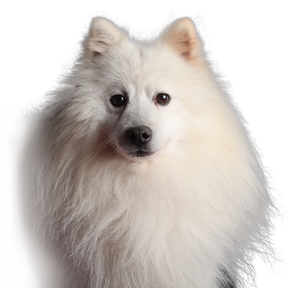 Spitz Japonais Societe Centrale Canine Spitz Japonais Societe Centrale Canine
