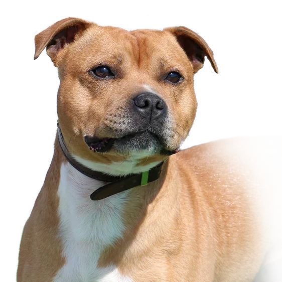 Staffordshire Bull Terrier Societe Centrale Canine