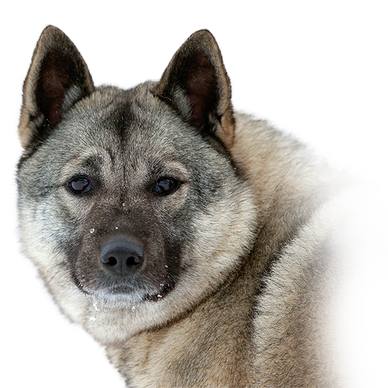 Chien Delan Norvegien Gris Société Centrale Canine