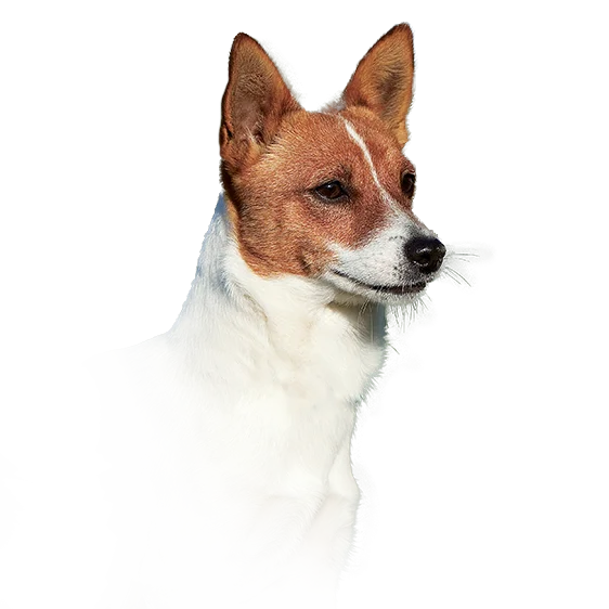 Chien De Garenne Portugais Societe Centrale Canine