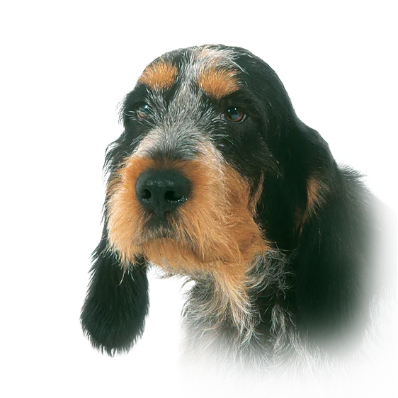 Griffon bleu de gascogne  Société Centrale Canine