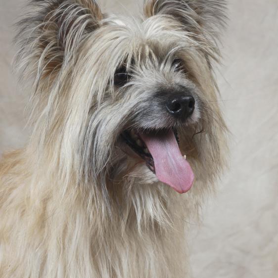 Berger Des Pyrenees A Poil Long Societe Centrale Canine