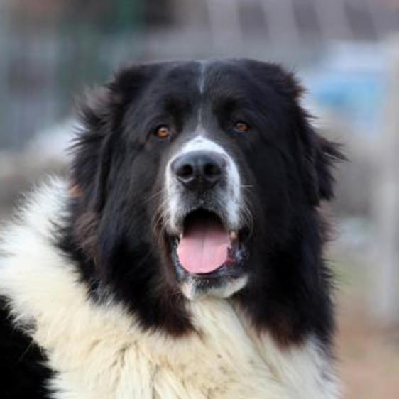 Chien De Berger Roumain De Bucovine Société Centrale Canine