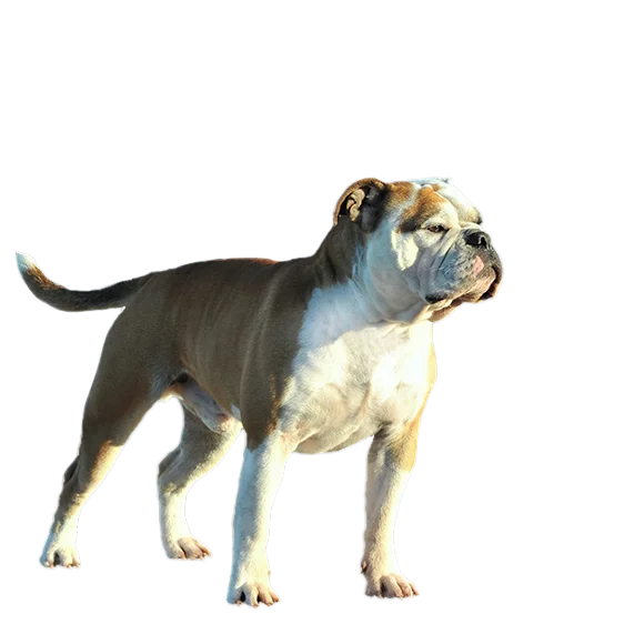 Bulldog continental : comportement, prix, santé