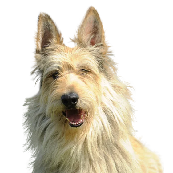 Berger De Picardie Societe Centrale Canine