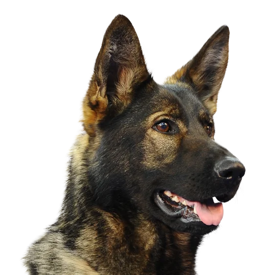 Berger Allemand Societe Centrale Canine
