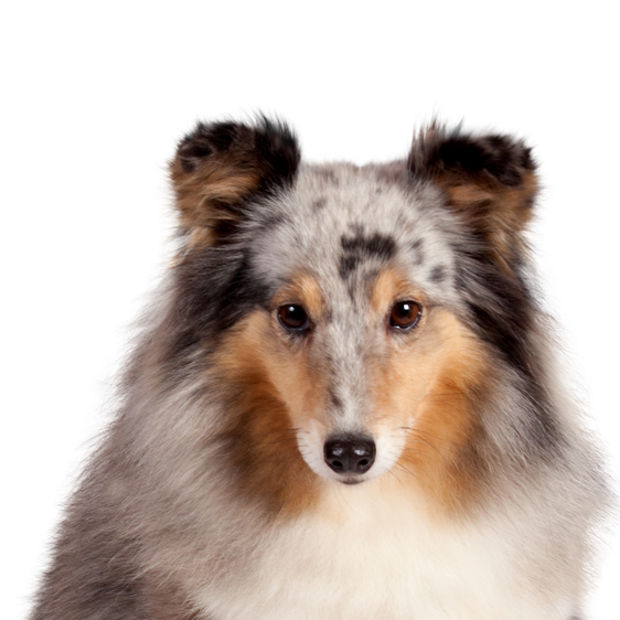 Chien De Berger Des Shetland Societe Centrale Canine