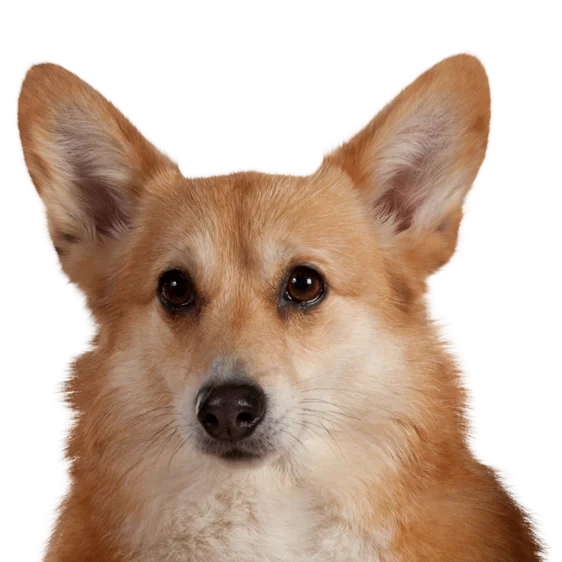 Welsh Corgi Pembroke Societe Centrale Canine
