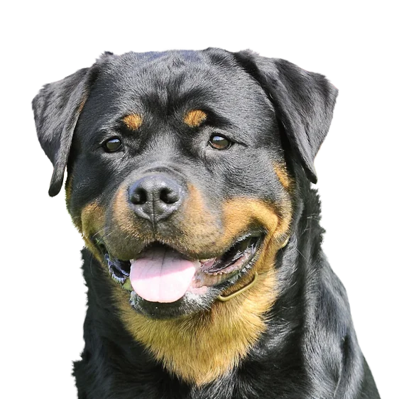 Rottweiler Societe Centrale Canine