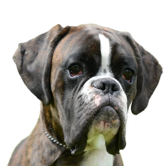 Boxer Le boxer est une race de chien d excellente compagnie