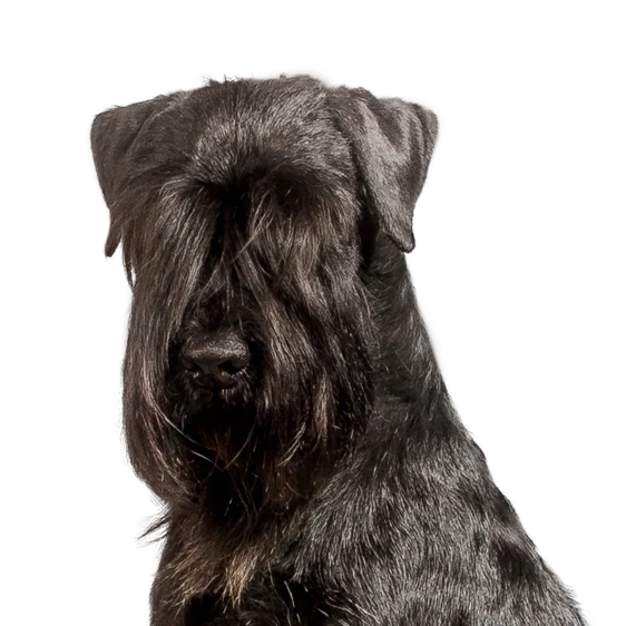 schnauzer moyen societe centrale canine