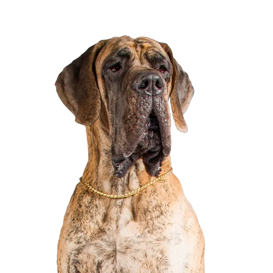 Dogue Allemand Societe Centrale Canine