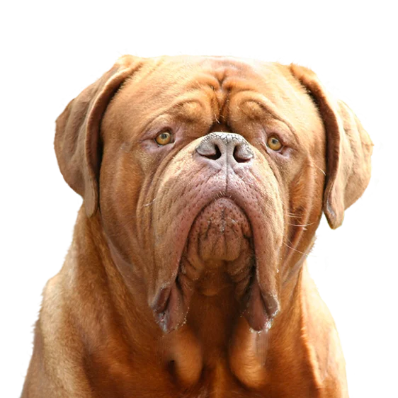 Dogue De Bordeaux Societe Centrale Canine