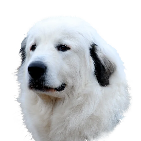 Chien De Montagne Des Pyrenees Societe Centrale Canine