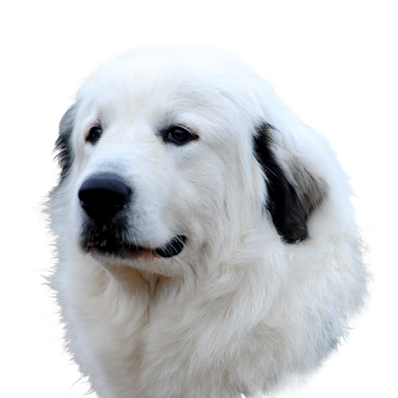 Chien De Montagne Des Pyrenees Societe Centrale Canine
