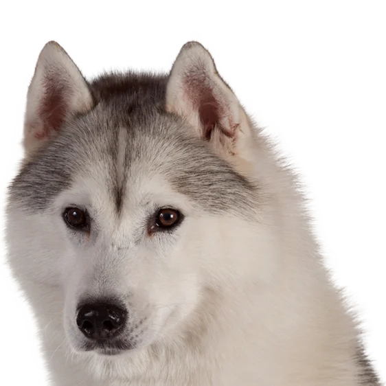 Husky De Siberie Societe Centrale Canine Husky De Siberie Societe Centrale Canine
