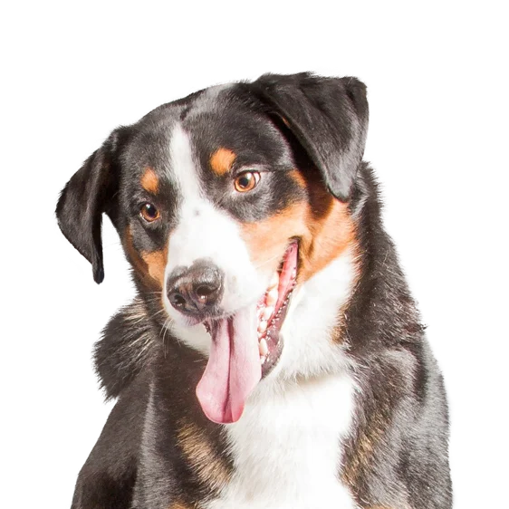 Bouvier De L Appenzell Societe Centrale Canine Bouvier De L Appenzell Societe Centrale Canine