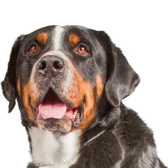 Grand Bouvier Suisse Societe Centrale Canine Grand Bouvier Suisse Societe Centrale Canine