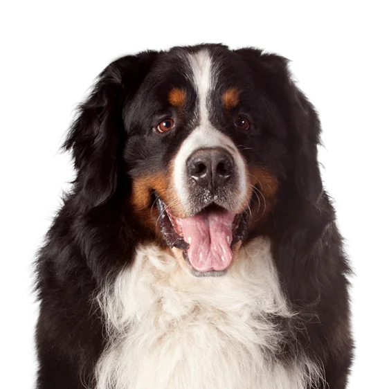 Bouvier Bernois Societe Centrale Canine