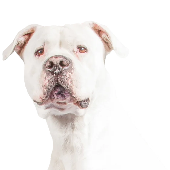 Dogue argentin Soci t Centrale Canine