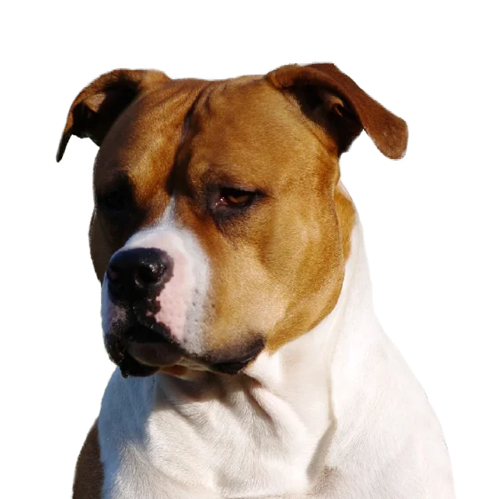 Staffordshire Terrier Americain Societe Centrale Canine Staffordshire Terrier Americain Societe Centrale Canine