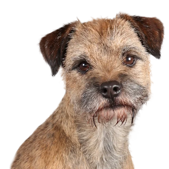 Border Terrier Societe Centrale Canine