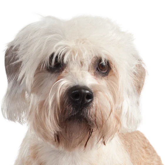 Chien dandie discount dinmont terrier
