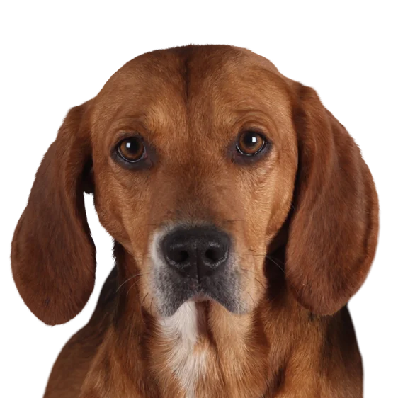 Beagle Harrier Societe Centrale Canine Beagle Harrier Societe Centrale Canine