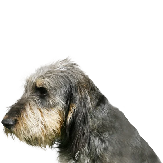Griffon Nivernais Societe Centrale Canine