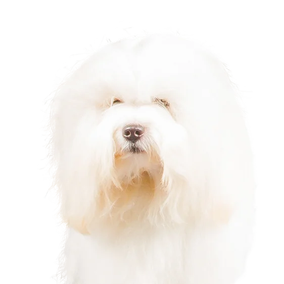 Coton De Tulear Societe Centrale Canine