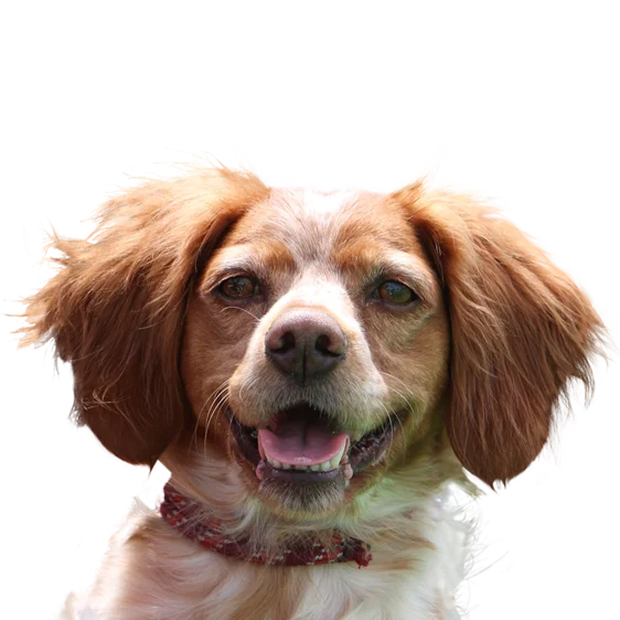 Epagneul Breton Societe Centrale Canine