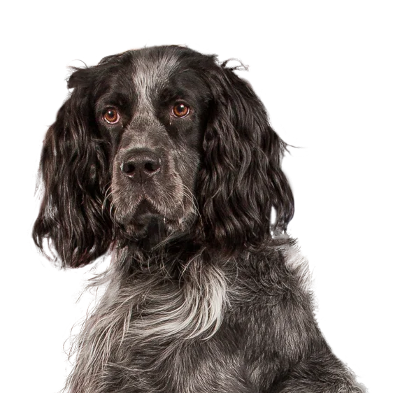 Epagneul Bleu De Picardie Societe Centrale Canine Epagneul Bleu De Picardie Societe Centrale Canine