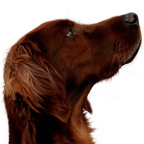 Setter Irlandais Rouge Societe Centrale Canine
