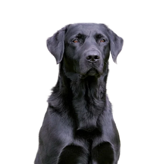 Retriever Du Labrador Societe Centrale Canine Retriever Du Labrador Societe Centrale Canine